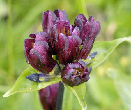 Purpurrote Enzian (Gentiana purpurea Urlaub 2011 9.7.2011 Allgu Alpen Fellhorn NIKON 152