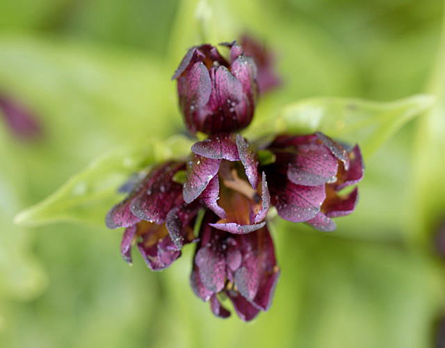 Purpurrote Enzian (Gentiana purpurea Urlaub 2011 9.7.2011 Allgu Alpen Fellhorn NIKON 155