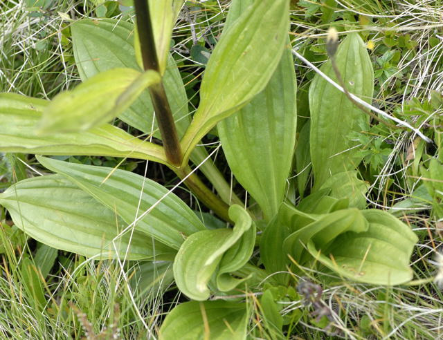 Purpurrote Enzian (Gentiana purpurea Urlaub 2011 9.7.2011 Allgu Alpen Fellhorn NIKON 048