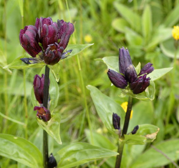 Purpurrote Enzian (Gentiana purpurea Urlaub 2011 9.7.2011 Allgu Alpen Fellhorn NIKON 154a