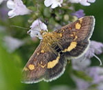 Purpurznsler Pyrausta aurata 2kl.