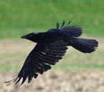 Rabenkrhe Corvus corone corone Flug-kl.