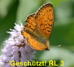 Randring-Perlmutterfalter (Boloria oder Proclossiana eunomia) kl.