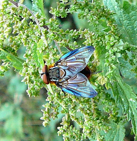 Raupenfliege Phasia hemiptera Aug 2009 Lorscher See 450