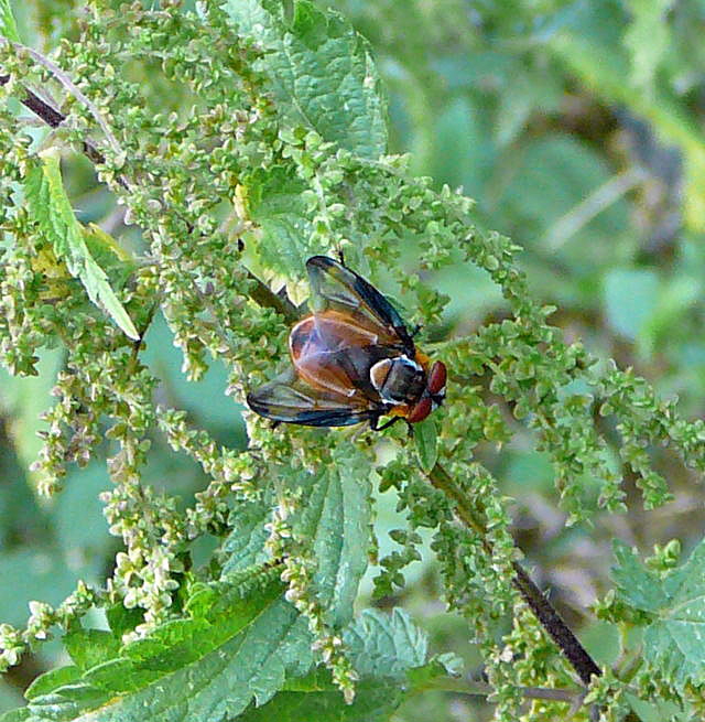 Raupenfliege Phasia hemiptera Aug 2009 Lorscher See u. Graben Hemsbach 041a