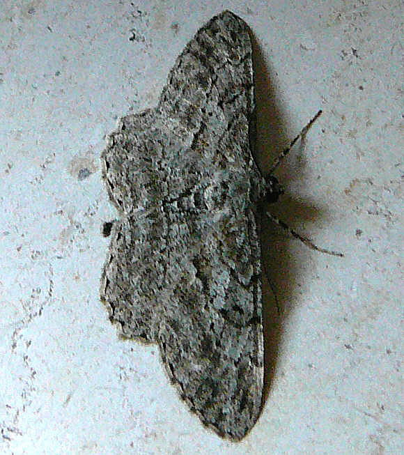 Rauten-Rindenspanner (Peribatodes rhomboidaria) Mai 2011 Httenfeld Insekten 042