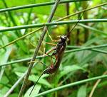 Riesenholzwespen-Schlupfwespe Coleocentrus cf. excitator kl.