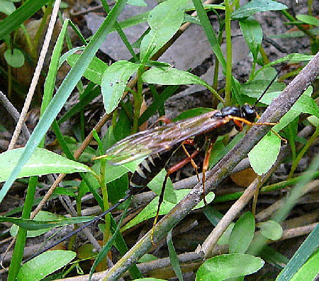 Riesenholzwespen-Schlupfwespe Coleocentrus cf. excitator Mai 2011 Viernheimer Heide großes Insekt 030