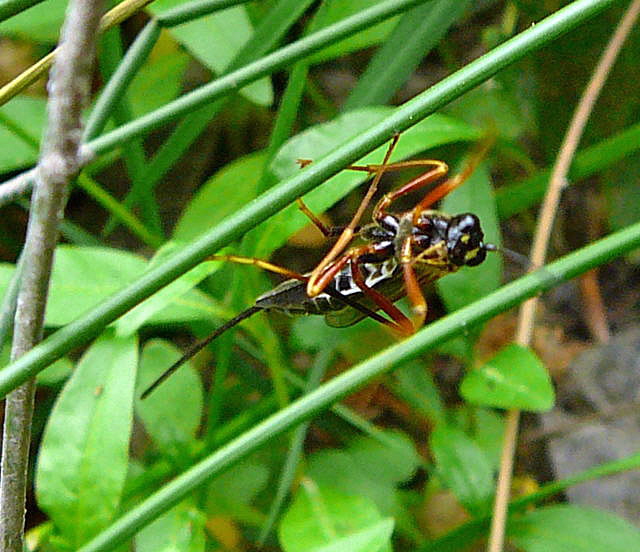 Riesenholzwespen-Schlupfwespe Coleocentrus cf. excitator Mai 2011 Viernheimer Heide großes Insekt 029