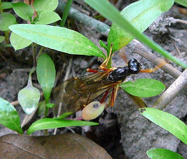Riesenholzwespen-Schlupfwespe Coleocentrus cf. excitator Mai 2011 Viernheimer Heide großes Insekt 032