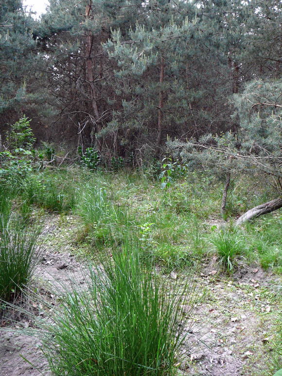 Riesenholzwespen-Schlupfwespe Coleocentrus cf. excitator Mai 2011 Viernheimer Heide groes Insekt 034