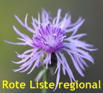 Rispen-Flockenblume (Centaurea stoebe) kl.