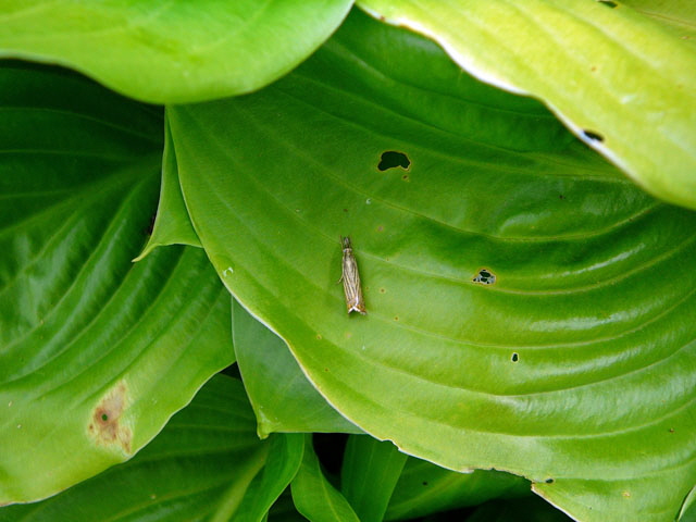 Rispengrasznsler, Chrysoteuchia culmella Juni 2012 Htt Insekten 111
