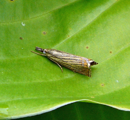 Rispengrasznsler, Chrysoteuchia culmella Juni 2012 Htt Insekten 113