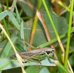 Roesels Beischrecke Metrioptera roeselii -Weibchen kl.