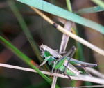 Roesels Beischrecke Metrioptera roeselii  kl.