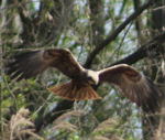 Rohrweihe (Circus aeruginosus) kl.