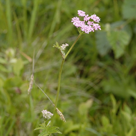 Rotbltige Bibernelle (Pimpinella major ssp rubra)  9.7.2011 Allgu Alpen Fellhorn NIKON 002