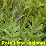 Rotbltige Bibernelle (Pimpinella major ssp rubra) Blatt kl.