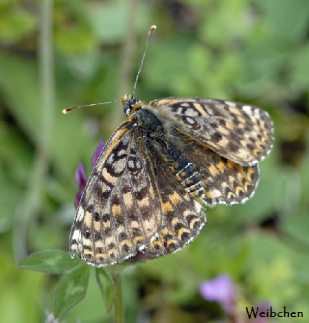 Roter Scheckenfalter (Melitaea didyma) Weibchen Juli 2012 Mnsingen Biosph., Lautertal-Gundelfingen NIKON 316