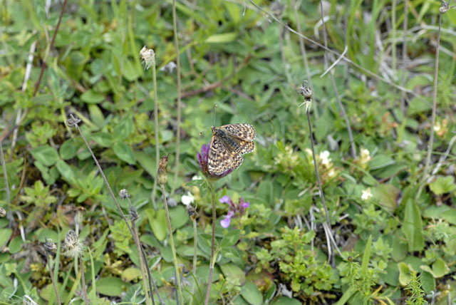 Roter Scheckenfalter (Melitaea didyma) Weibchen Juli 2012 Mnsingen Biosph., Lautertal-Gundelfingen NIKON 315