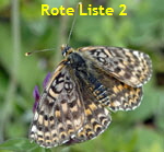 Roter Scheckenfalter (Melitaea didyma) Weibchen kl.