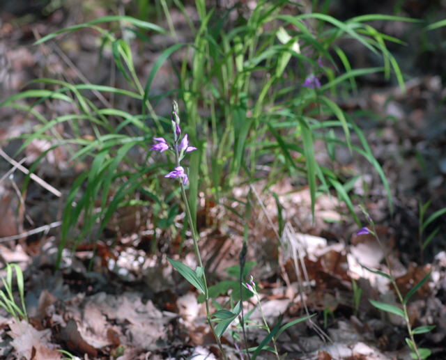 Rotes Waldvglein (Cephalanthera rubra) Juni 09 Huett und Viernheimer Wald 012