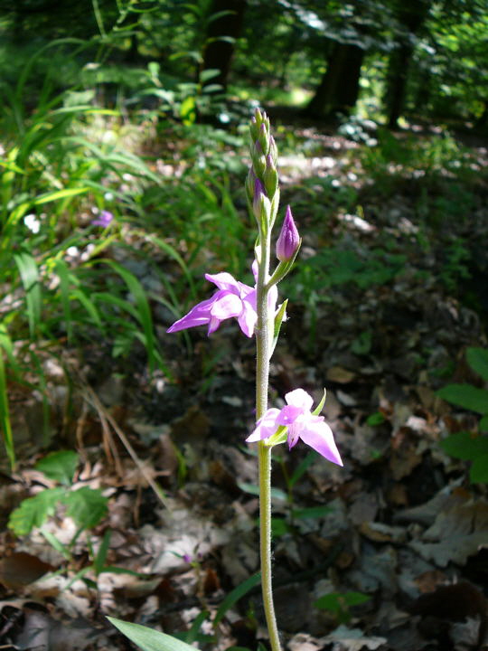 Rotes Waldvglein (Cephalanthera rubra) Juni 09 Huett und Viernheimer Wald 095