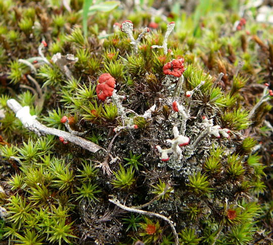 Rotfrchtige Sulenflechte Cladonia macilenta April 2008 Wildblumen Httenfeld-Viernheimer Wald 048