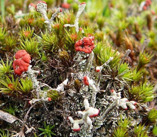 Rotfrchtige Sulenflechte Cladonia macilenta April 2008 Wildblumen Httenfeld-Viernheimer Wald 048gr.