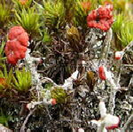 Rotfrüchtige Säulenflechte Cladonia macilenta kl.