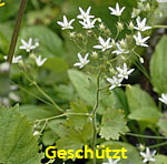 Rundblttriger Steinbrech (Saxifraga rotundifolia)  kl.