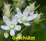Rundblttriger Steinbrech (Saxifraga rotundifolia) 1 kl.