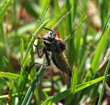 Sbel-Raubfliege (Dysmachus trigonus) Mai 2009 Viernheimer Heid