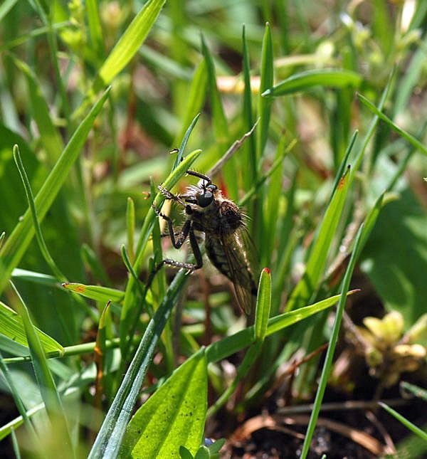 Sbel-Raubfliege (Dysmachus trigonus) Nikon Mai 09 Schmetterlinge u. Insekten Viernheimer Heide 040
