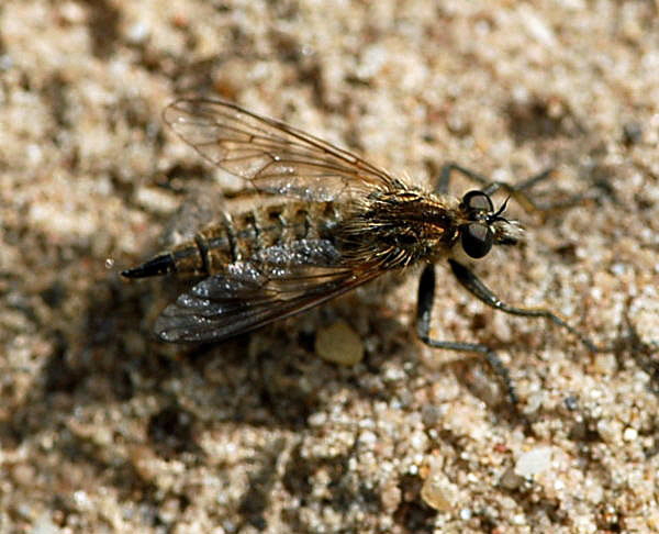 Sbel-Raubfliege Dysmachus trigonus Nikon Mai 09 Schmetterlinge