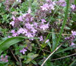 Sand-Thymian (Thymus serpyllum) kl.