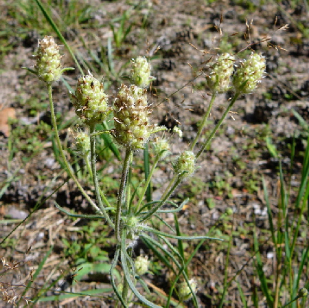 Sand-Wegerich Psyllium arenarium Juli 2012 FFH-Wald LA u. Viernheimer Heide 054