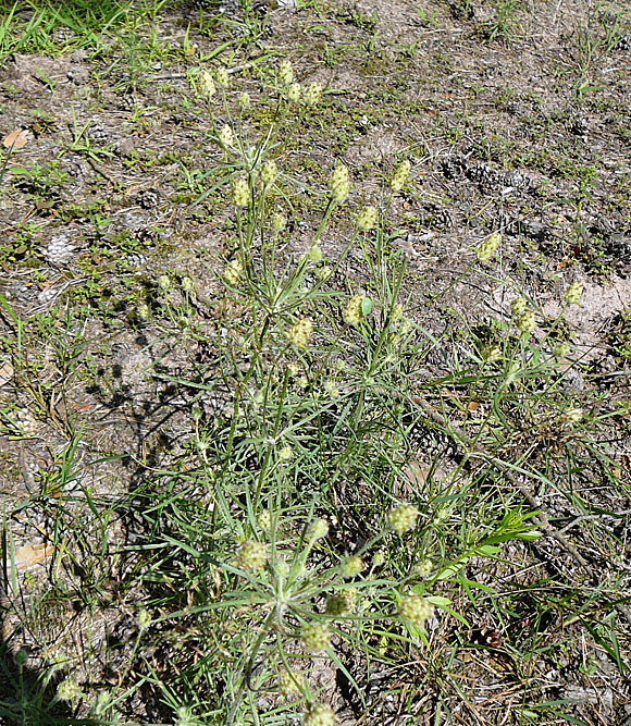 Sand-Wegerich Psyllium arenarium Juli 2012 FFH-Wald LA u. Viernheimer Heide 057