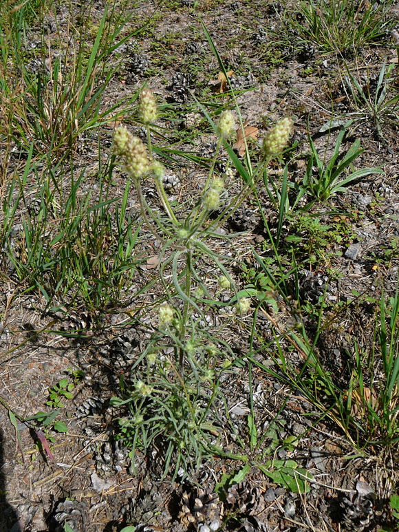 Sand-Wegerich Psyllium arenarium Juli 2012 FFH-Wald LA u. Viernheimer Heide 053