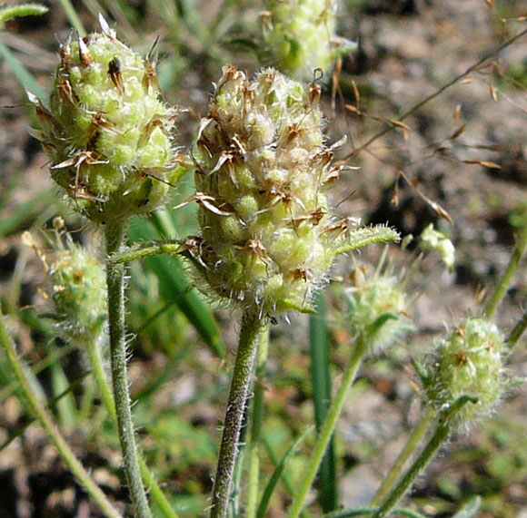 Sand-Wegerich Psyllium arenarium Juli 2012 FFH-Wald LA u. Viernheimer Heide 054a