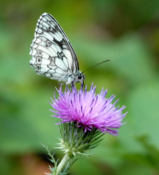 Schachbrett Melanargia galathea Juni 2008 Schmetterlinge Viernheimer Wald 034