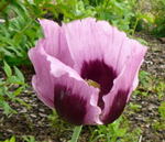 Schlaf-Mohn rosa kl.