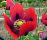 Schlaf-Mohn rot kl.