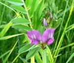 Schmalblttrige Wicke Vicia angustifolia kl.