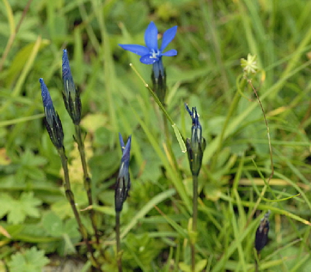 Schnee-Enzian (Gentiana nivalis)  9.7.2011 Allgu Alpen Fellhorn NIKON2 122