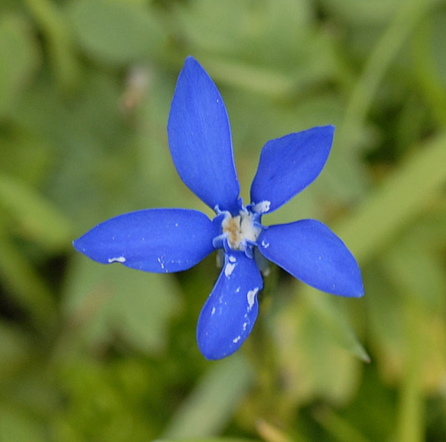 Schnee-Enzian (Gentiana nivalis)  9.7.2011 Allgu Alpen Fellhorn NIKON2 124