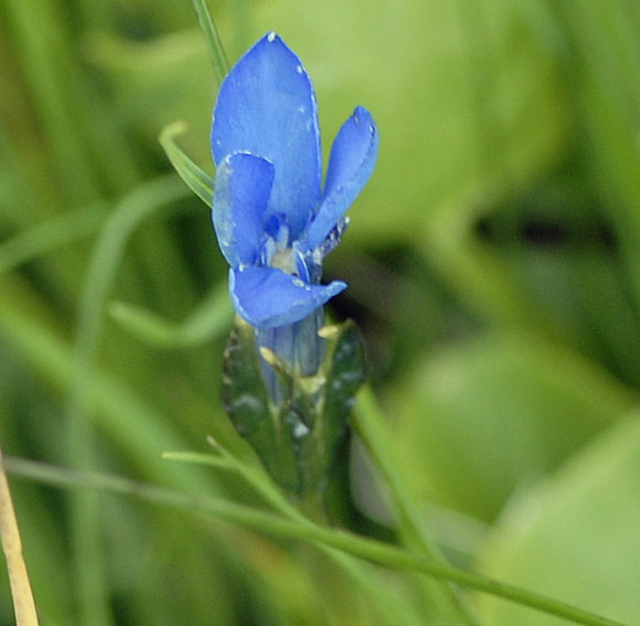 Schnee-Enzian (Gentiana nivalis)  9.7.2011 Allgu Alpen Fellhorn NIKON2 076