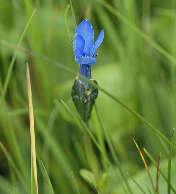 Schnee-Enzian (Gentiana nivalis) 9.7.2011 Allgu Alpen Fellhorn NIKON2 077