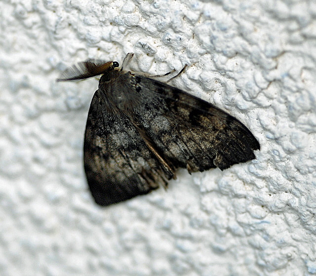 Schwammspinner (Lymantria dispar) Mnnchen August 2012 Huett Garten Insekten NIKON 037